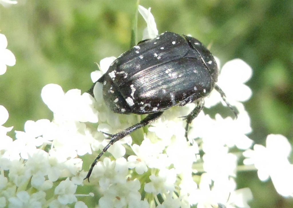 Profondo rosso - Oxythyrea funesta